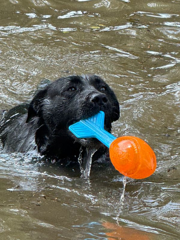 Black dog swimming with a toy in its mouth.