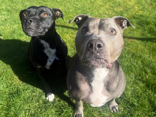Two attentive dogs sitting on grass.