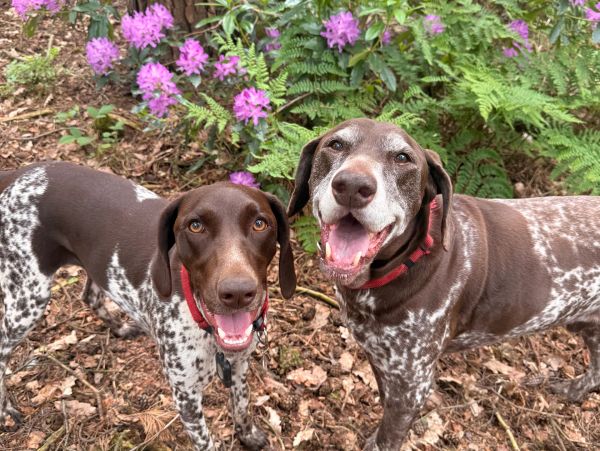 Two happy brown and white dogs outdoors.