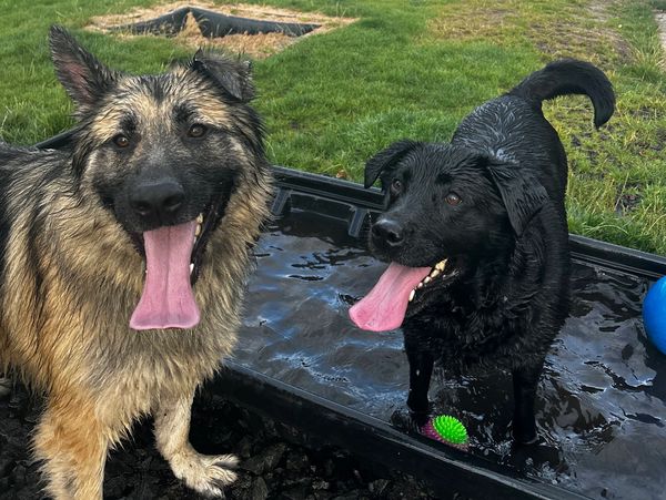 Two happy dogs playing in water outside.