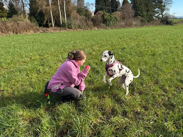 Person training a Dalmatian dog in a grassy field.
