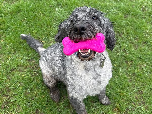 Dog holding a pink bone toy in its mouth.
