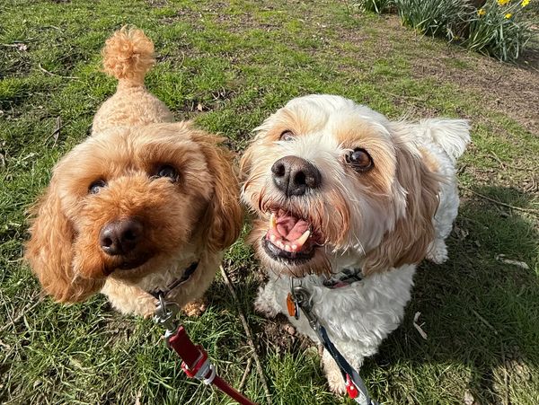 Two happy dogs looking up while outside.