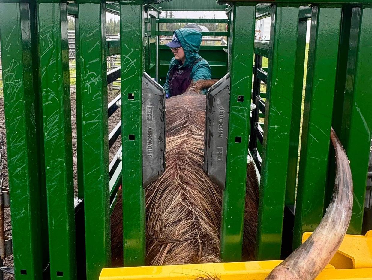 Hailey Edwards is looking away as she starts estrus synchronization for a Scottish Highland cow. 