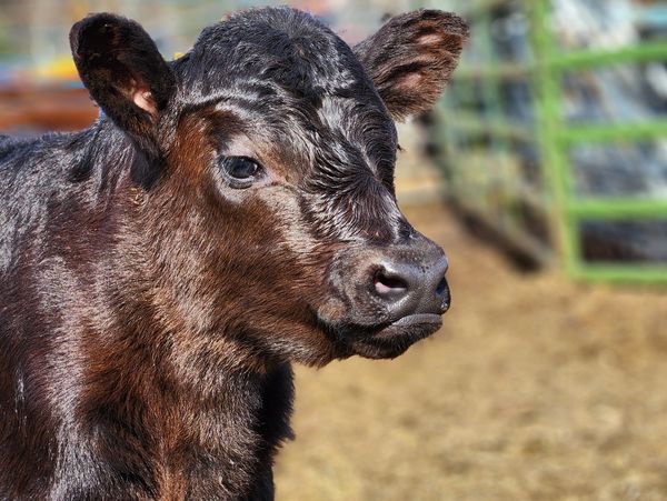 Heifer calf sired by Bar R Jet Black looking off into the distance.