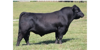 Black Angus bull Byergo black magic poses for the camera.