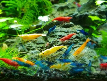 Feeder - Ghost Shrimp – Carolina Aquatics