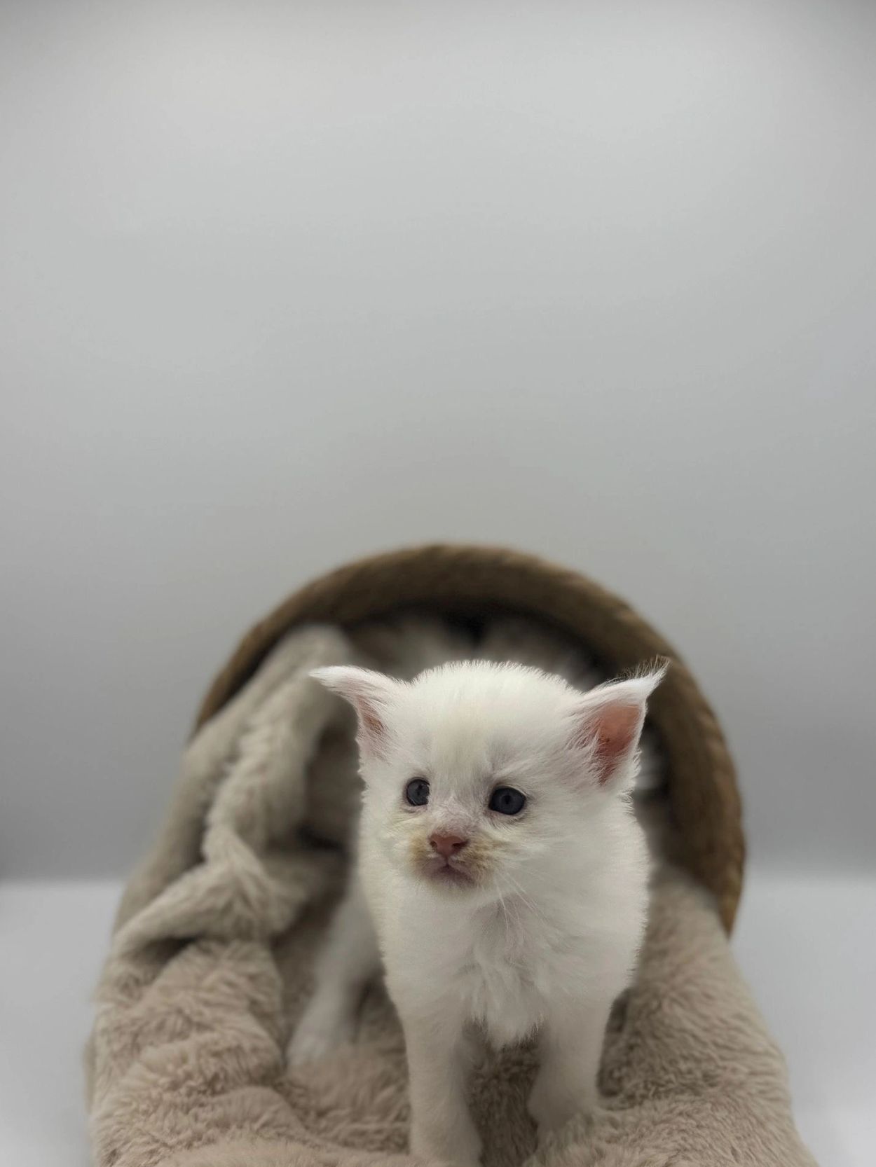 Juno 