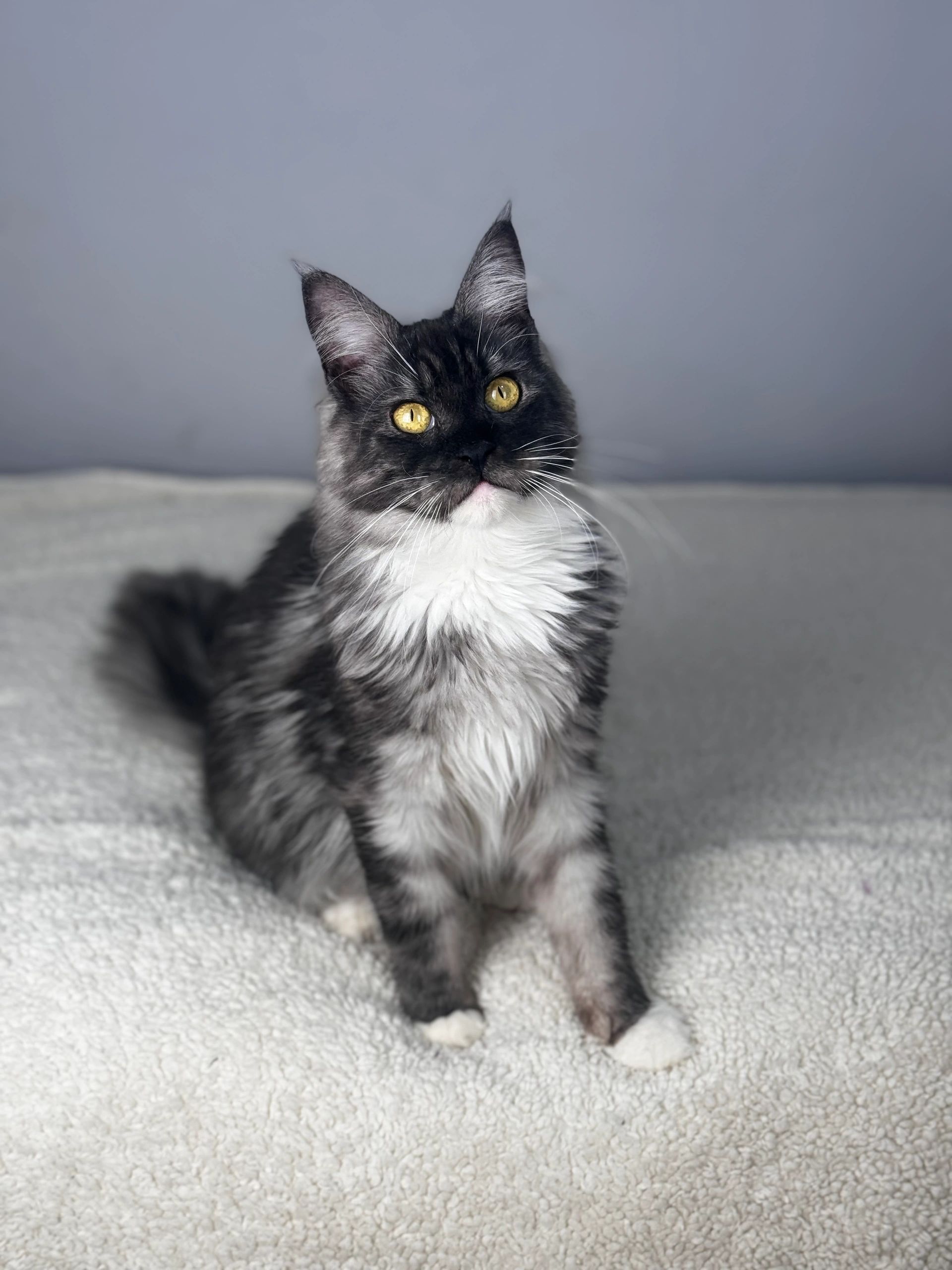 Emilouscats - Maine Coon, Maine Coon Kitten Near Me, Maine Coon Cat