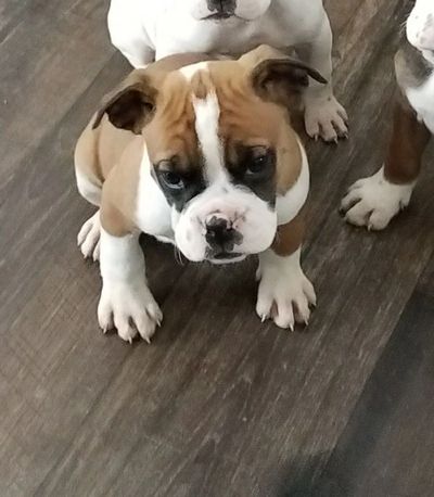 Miniature Boxer Colors!