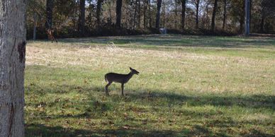 Many deer in our area