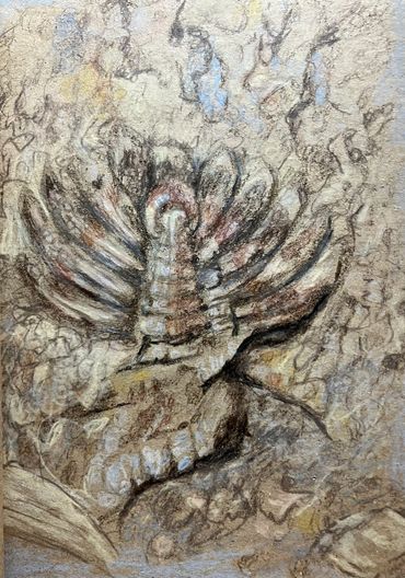 Trilobite tail in shale, Devonian fossil, Finger Lakes