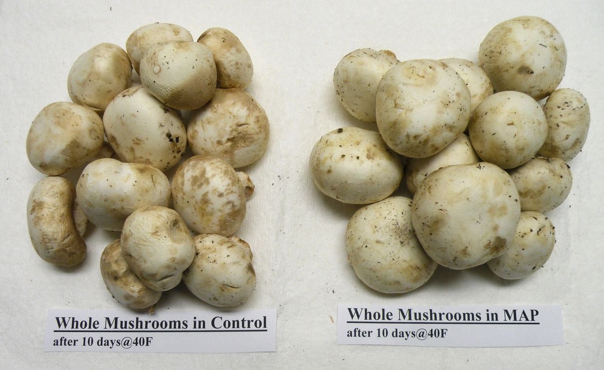 Comparison of mushrooms after 10 days at 40°F: control vs MAP storage.