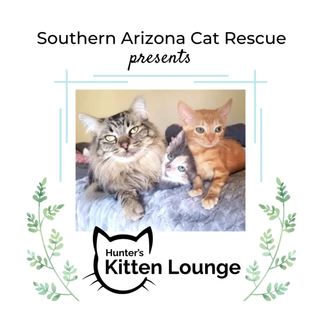Hunter's Kitten Lounge