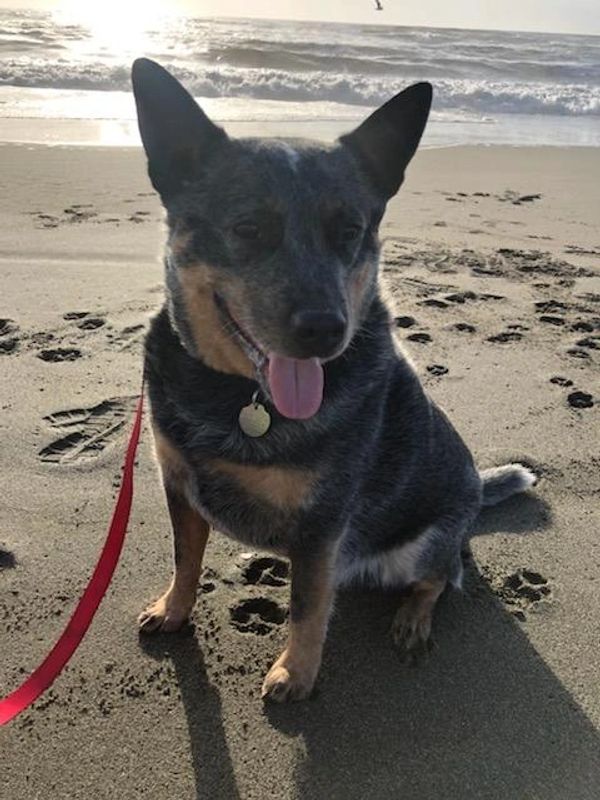 Trooper Dooper, successful shelter adoption