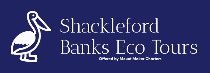 Shackleford Banks Eco Tours