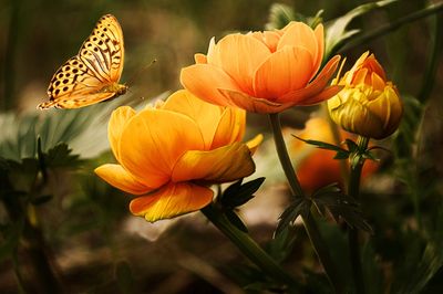 Butterfly Visiting Flowers