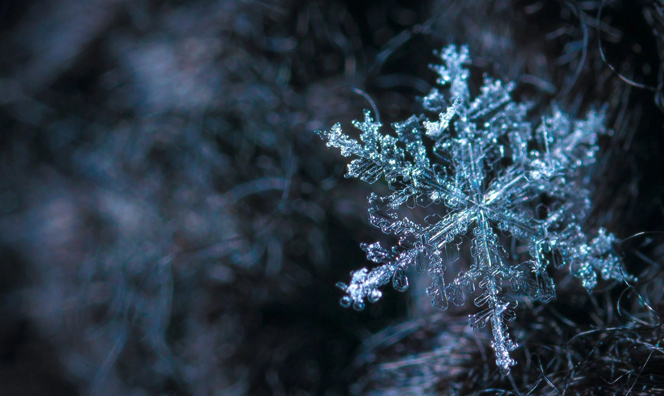 Snowflake Photo by Igor kamelev