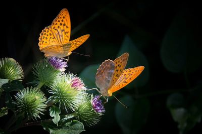 Night Butterflies