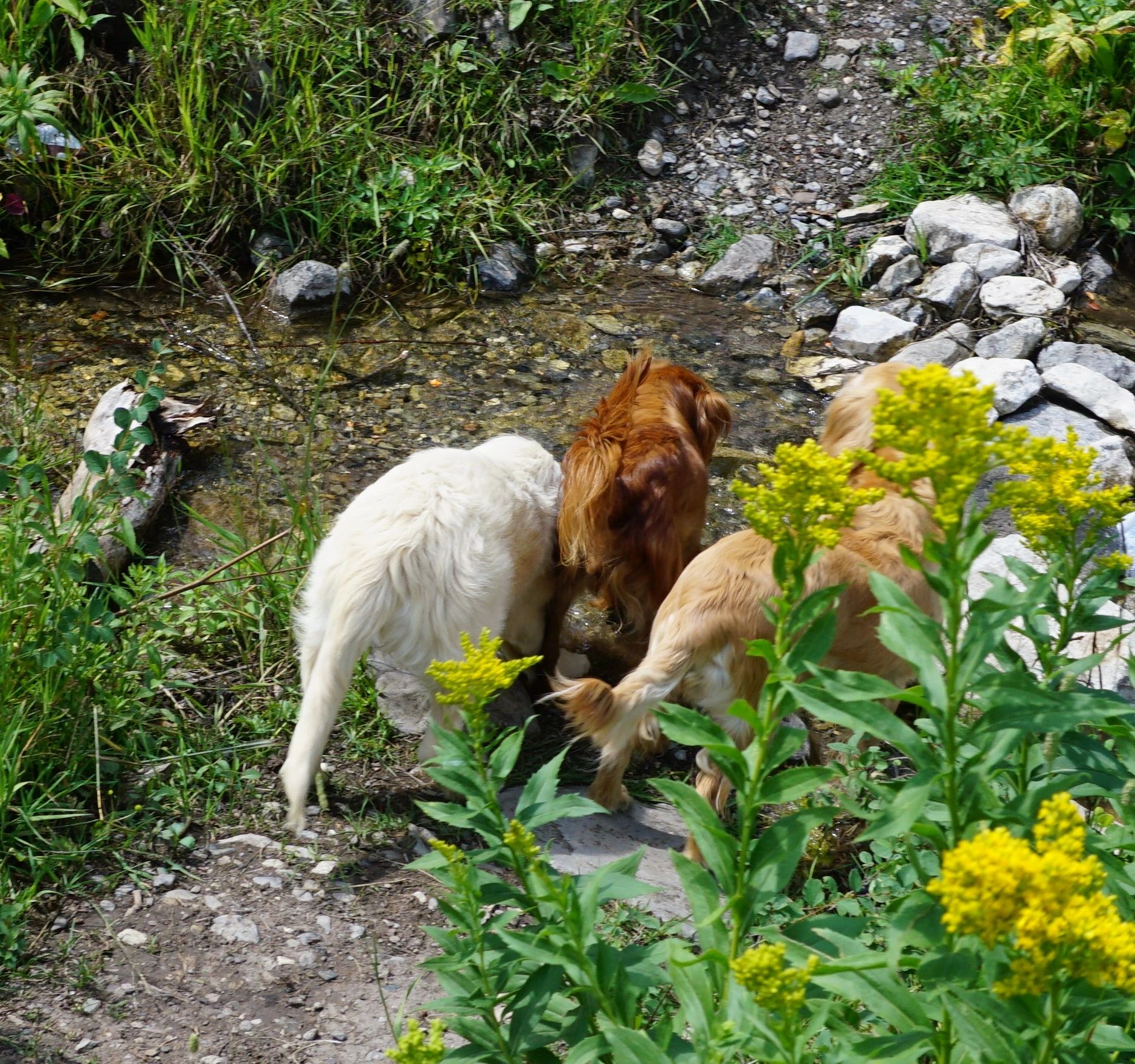 Golden Retriever Montana Puppy in My Pocket Series 7 