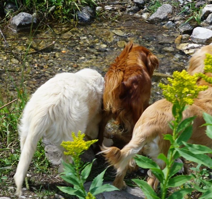 Camping in the Belts with Cherry, Cricket and Missy. Such fun! 