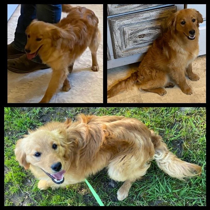 Miniature Golden Retriever Tiny Goldens, Pocket Goldens