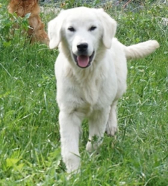 "Kokomo" English Cream Golden sire invaluable in our  English Cream Miniature Golden Retriever line.