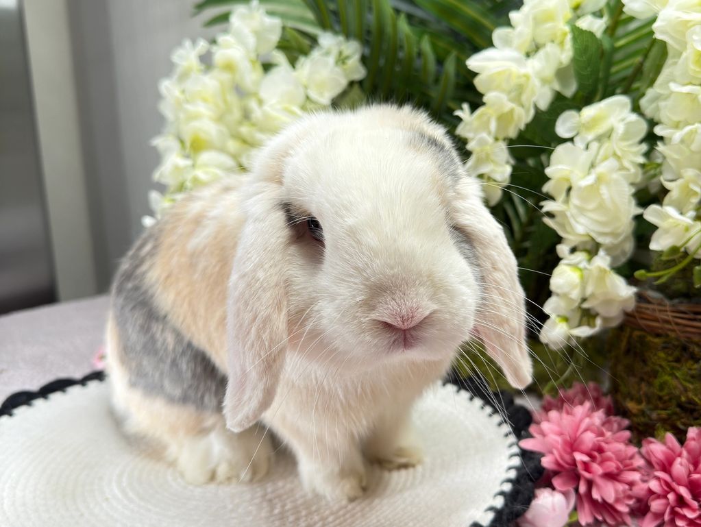 A fluffy lop-eared rabbit sitting on a white mat surrounded by flowers. Bunnies. Holland Lop bunnies for sale in Tampa Florida. Bunnies for sale in Tampa Florida. Bunnies for sale near me.Holland lop tampa.  Baby holland lop rabbits. Holland lop breeder near me. Bunnies for sale in tampa. Holland lop bunnies for sale. Holland lop breeder florida. Holland lop rabbits. Holland lop tampa. Baby holland lop bunnies for sale near me. Holland lop breeder near me