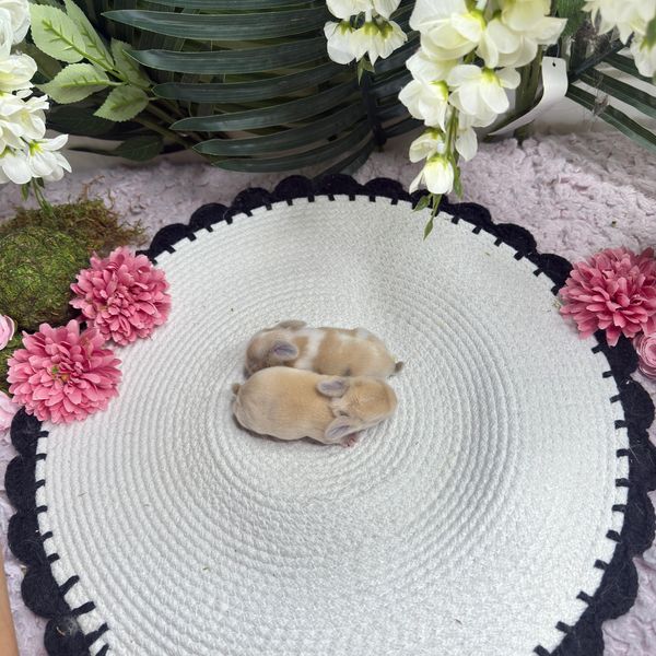 Two tiny baby bunnies resting on a white and black circular mat surrounded by flowers. Holland lop tampa.  Baby holland lop rabbits. Holland lop breeder near me. Bunnies for sale in tampa. Holland lop bunnies for sale. Holland lop breeder florida. Holland lop rabbits. Holland lop tampa. Baby holland lop bunnies for sale near me. Holland lop breeder near me.