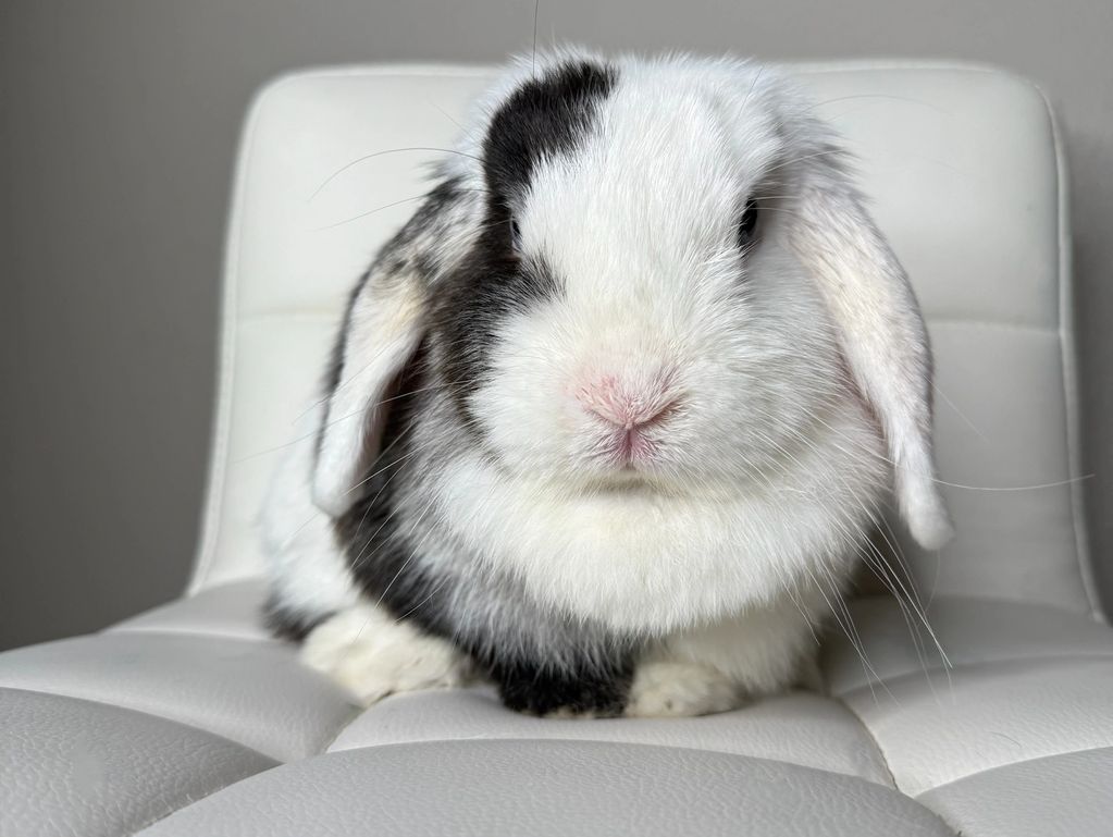 girl holland lop
tampa bunnies
bunnies for sale in tampa
Tampa holland lops
Holland lops in florida