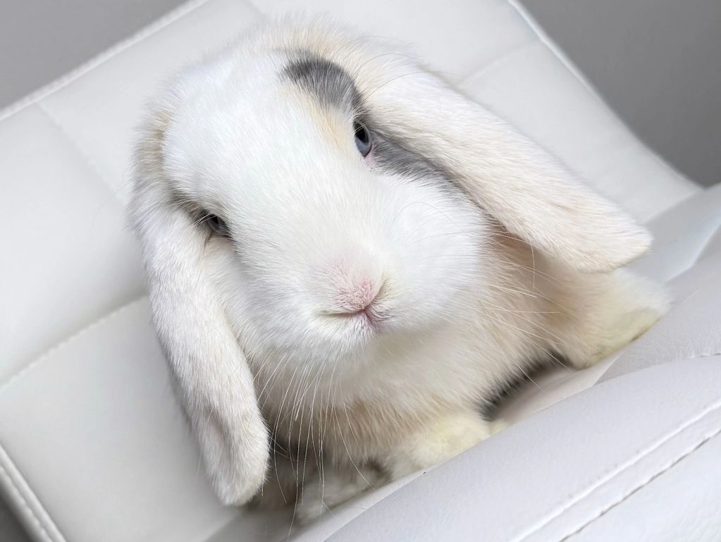 male holland lop
tampa bunnies
bunnies for sale in tampa
Tampa holland lops
Holland lops in florida
