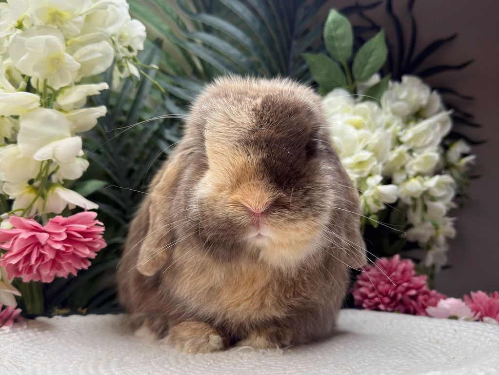 PixieLops Bunnies. Holland lops for sale. Bunnies for sale in tampa. Holland lop for ssle in tampa