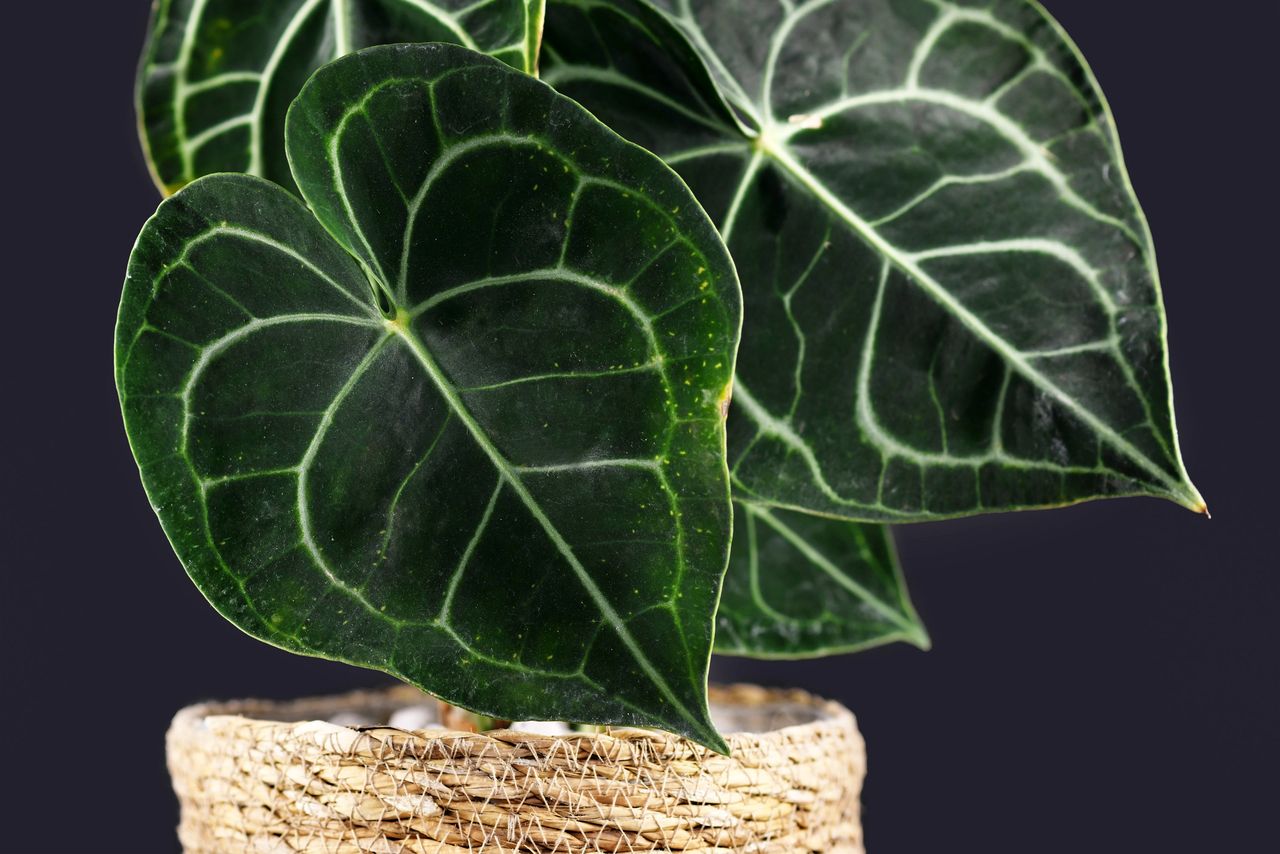 bonsai zchten Scharfe Bonsai Schere aus Stahl