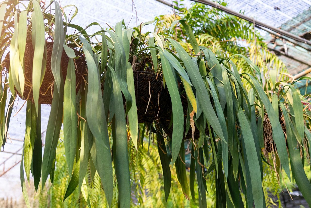 aloe vera planting from leaf Aloe Vera main image 0