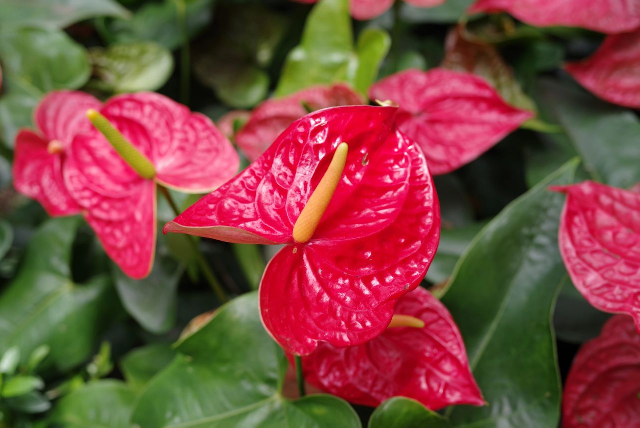 A Complete Guide to Anthurium Care