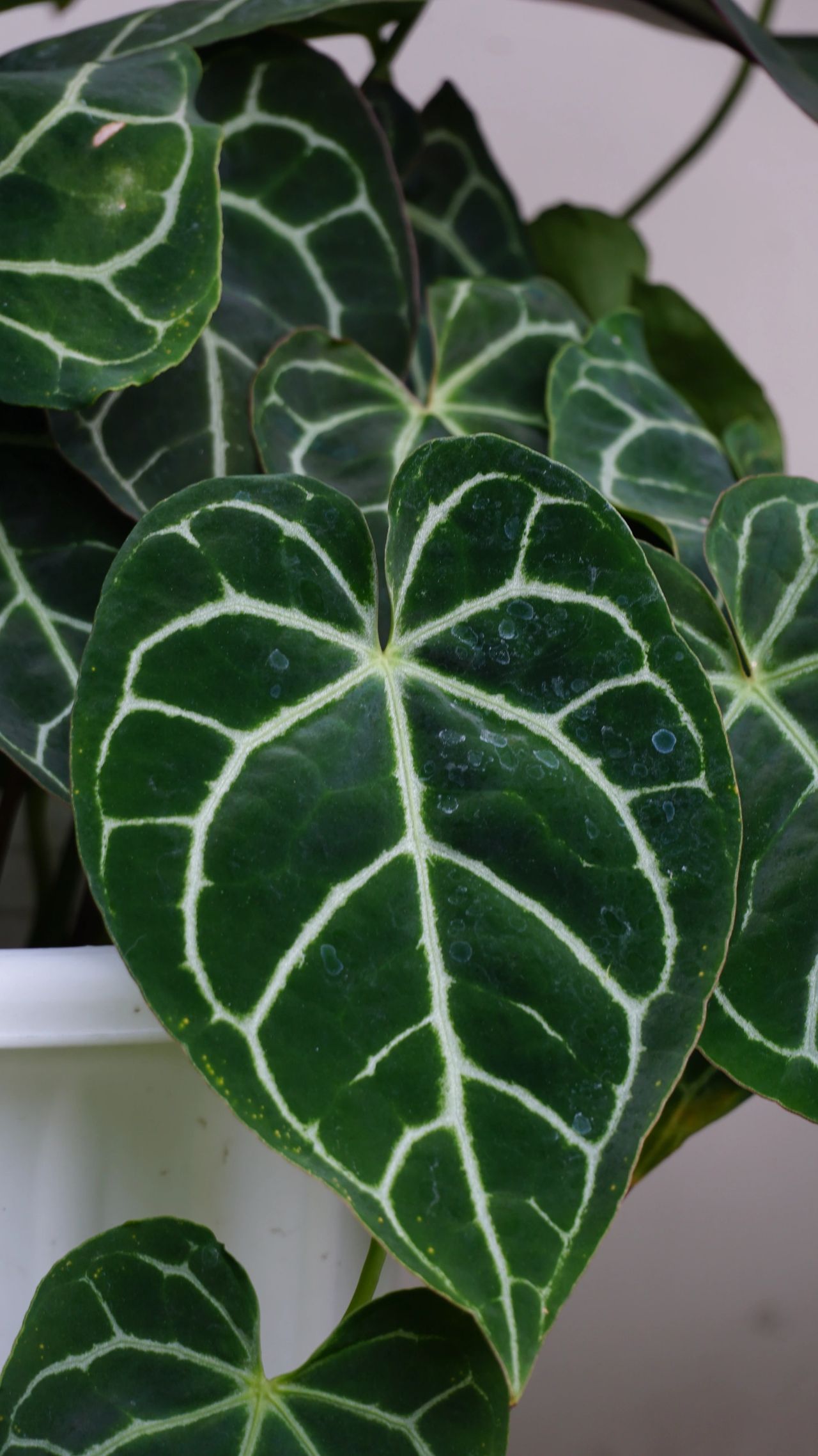 A Complete Guide to Anthurium Care