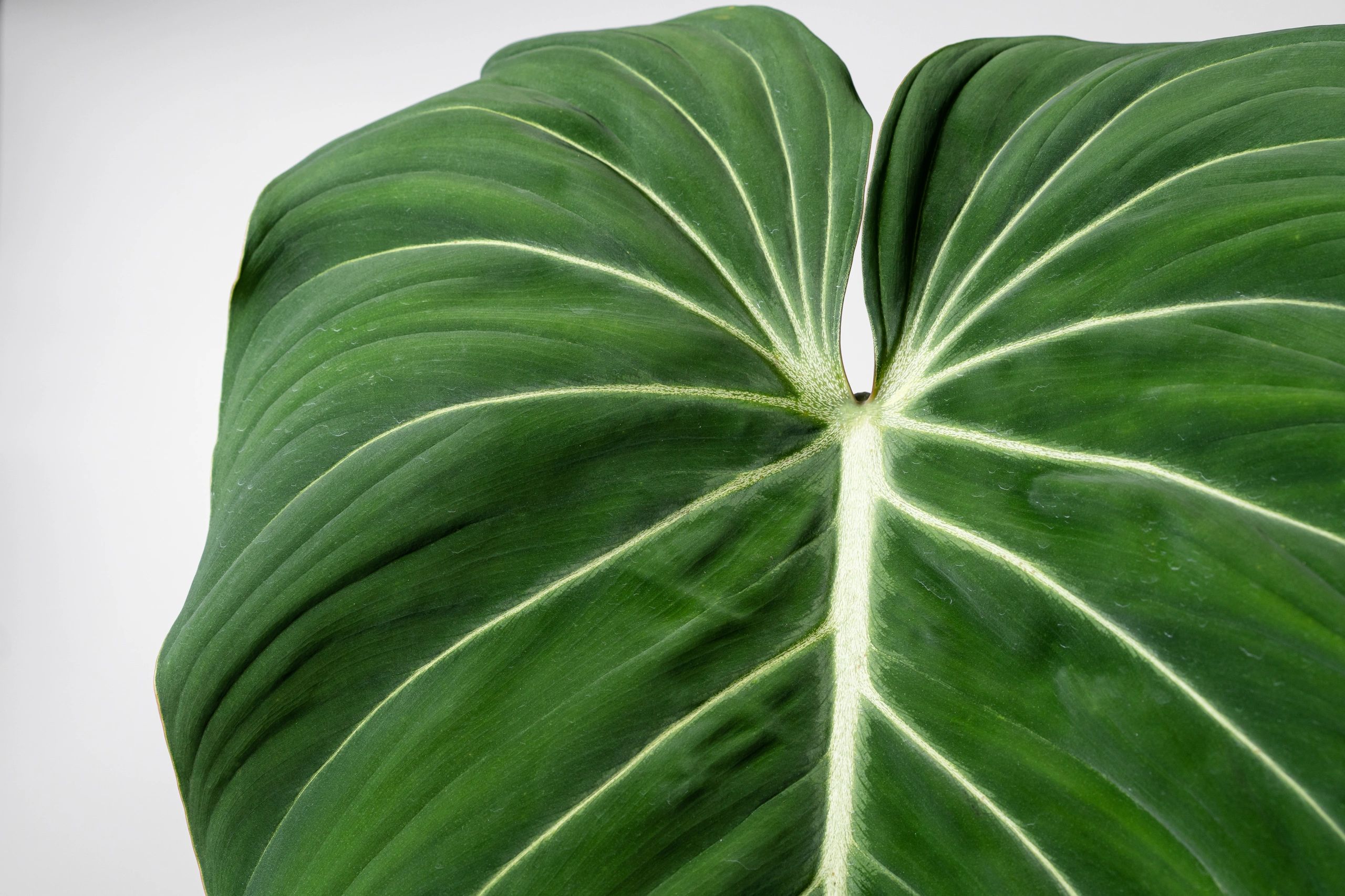 Philodendron gloriosum: Origin, Care and Propagation