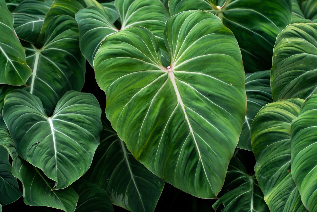 Philodendron gloriosum: Origin, Care and Propagation