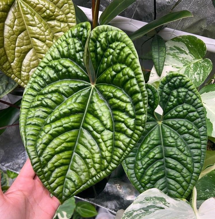 silver blush anthurium Anthurium 'Silver Blush Mint'