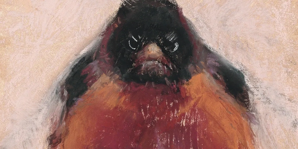 Billie J Colson's "Original Angry Bird" captures a robin with a snarky attitude.
