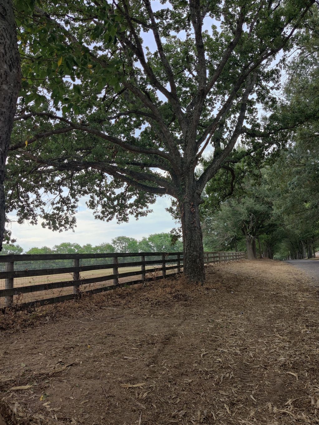 Land clearing
Forestry mulching
Debris clean-ups
Removal of unwanted vegetation
Brush removal