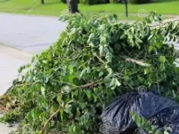 Pile of yard waste and black garbage bag by the curb.