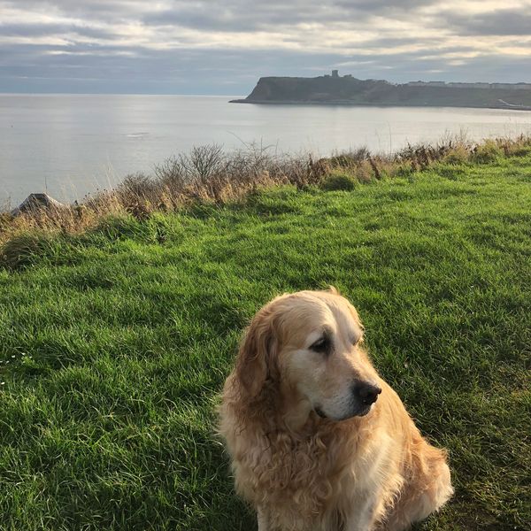 Golden retriever sitting on grass by the coastline.