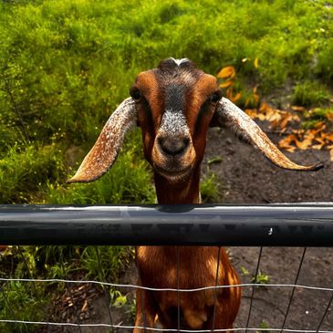 Goat looking over a fence with droopy ears.
