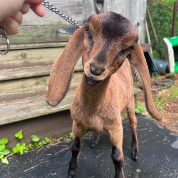 A baby brown goat with floppy ears being held by a chain.