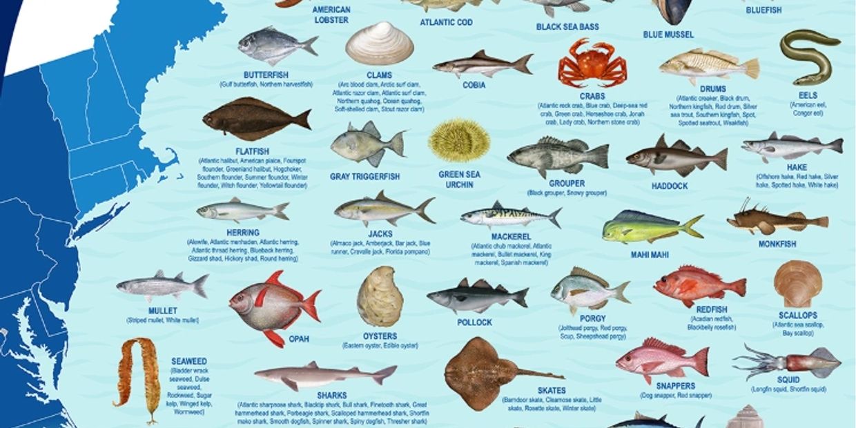 Illustration of various fish and seafood species native to the Atlantic coast.