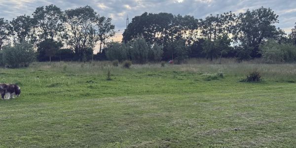 Grassy field with trees and a dog on the left.