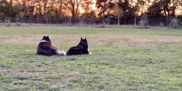 Two dogs lying on grass at sunset.