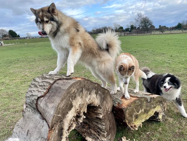 Three dogs playing on logs in a grassy field.