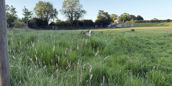 A dog in a lush green field with trees and blue sky.